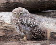 Little Owl