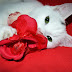 Imágenes de amor - Imágenes de San Valentín - Gato blanco jugando con corazón 