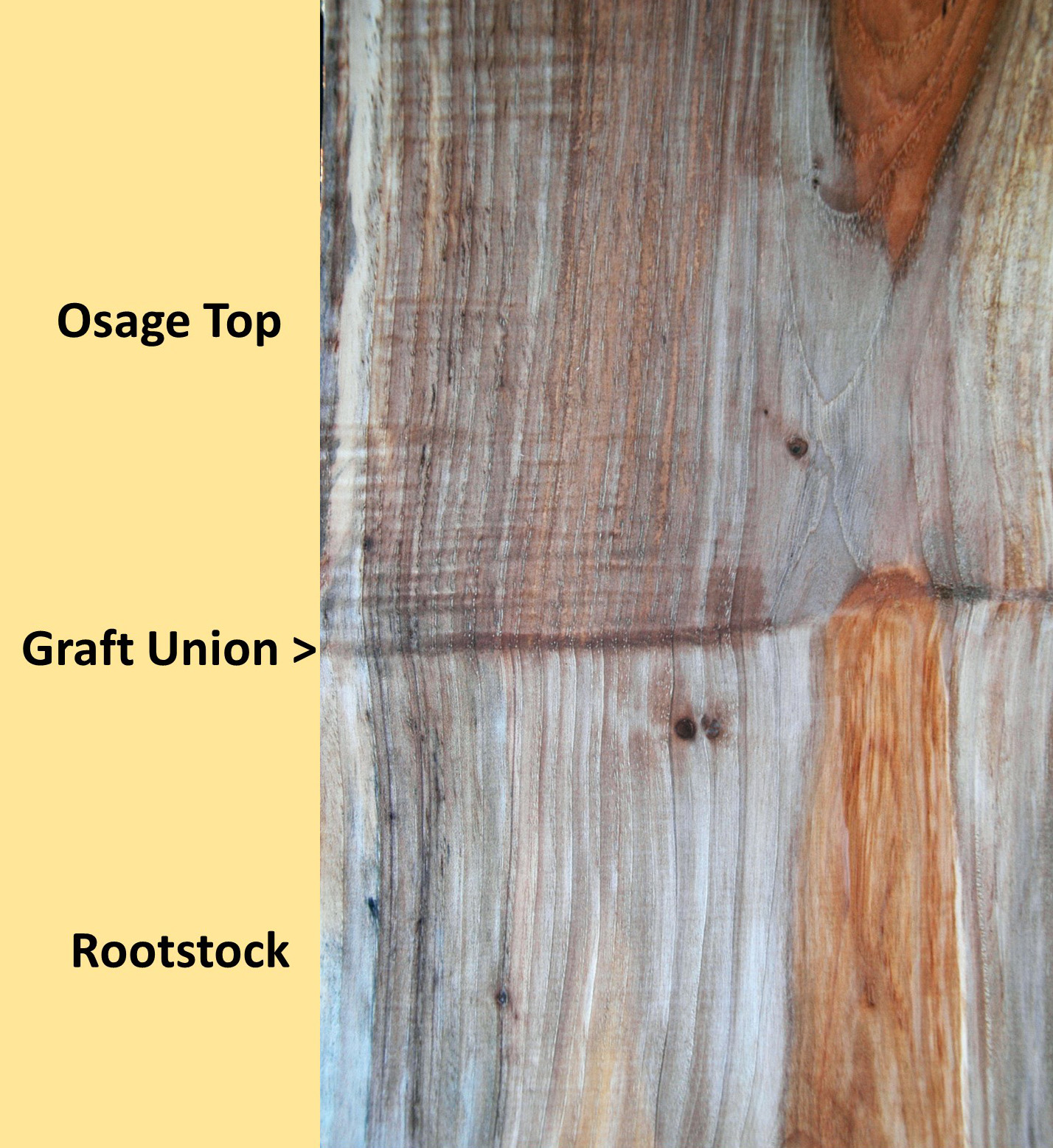 Northern Pecans Can curly grain pecan wood be grafted?