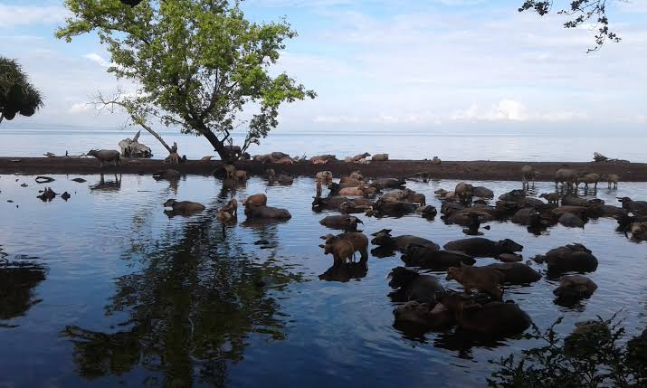 Kerbau Berkubang di Tempat Wisata Hodo Dompu