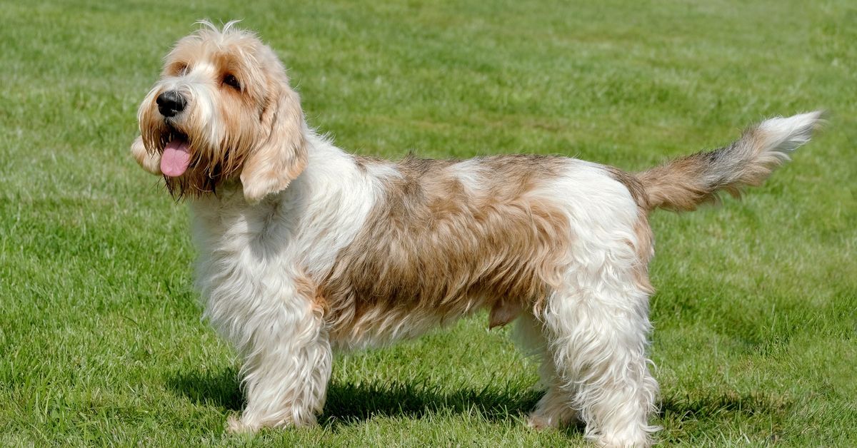 Rocketdog Bassets Types of Basset Hounds