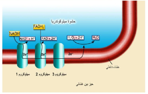 تنتقل الإلكترونات عبر سلسلة سيتوكروم الموجودة في الغشاء الداخلي لميتوكوندريا. ويتزامن نقل الإلكترونات باتجاه الأكسجين مع أكسدة المركبات الناقلة الوسيطة مثل NAD،