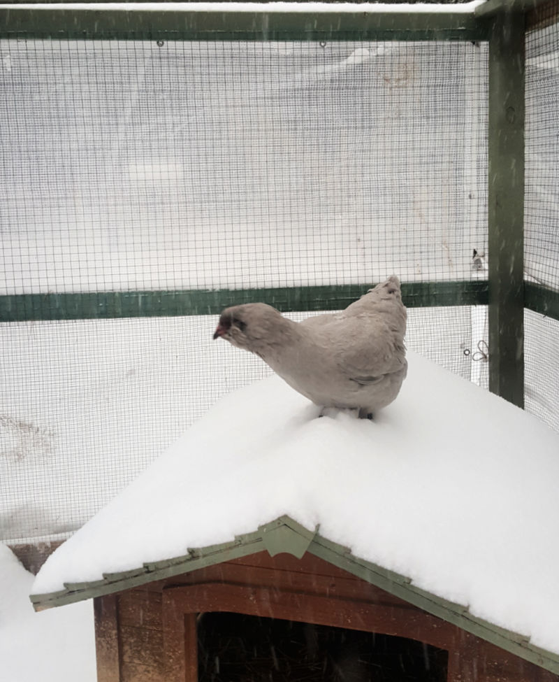 How to Winterize your Chicken Run Fresh Eggs Daily® with Lisa Steele