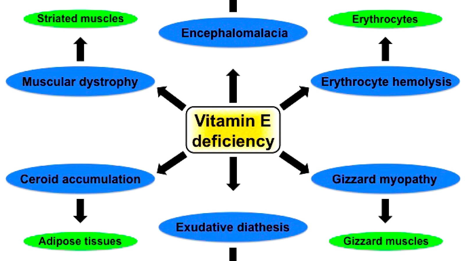 Effects Of Vitamin E Effect Choices