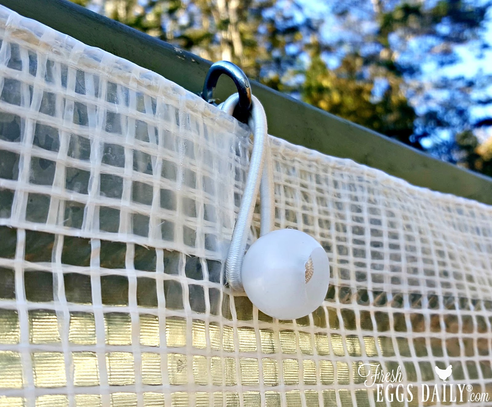 How to Winterize your Chicken Run Fresh Eggs Daily® with Lisa Steele