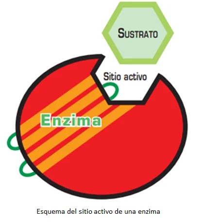 Taller las  enzimas y sus funciones