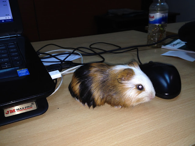 Guinea pig on desk 