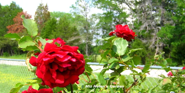 The Garden Gate Spring Garden Blooms at Miz Helen's Country Cottage