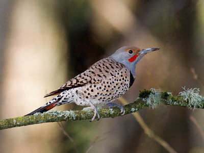 Photo of Northern Flicker on a branch Photo of Northern Flicker on a branch