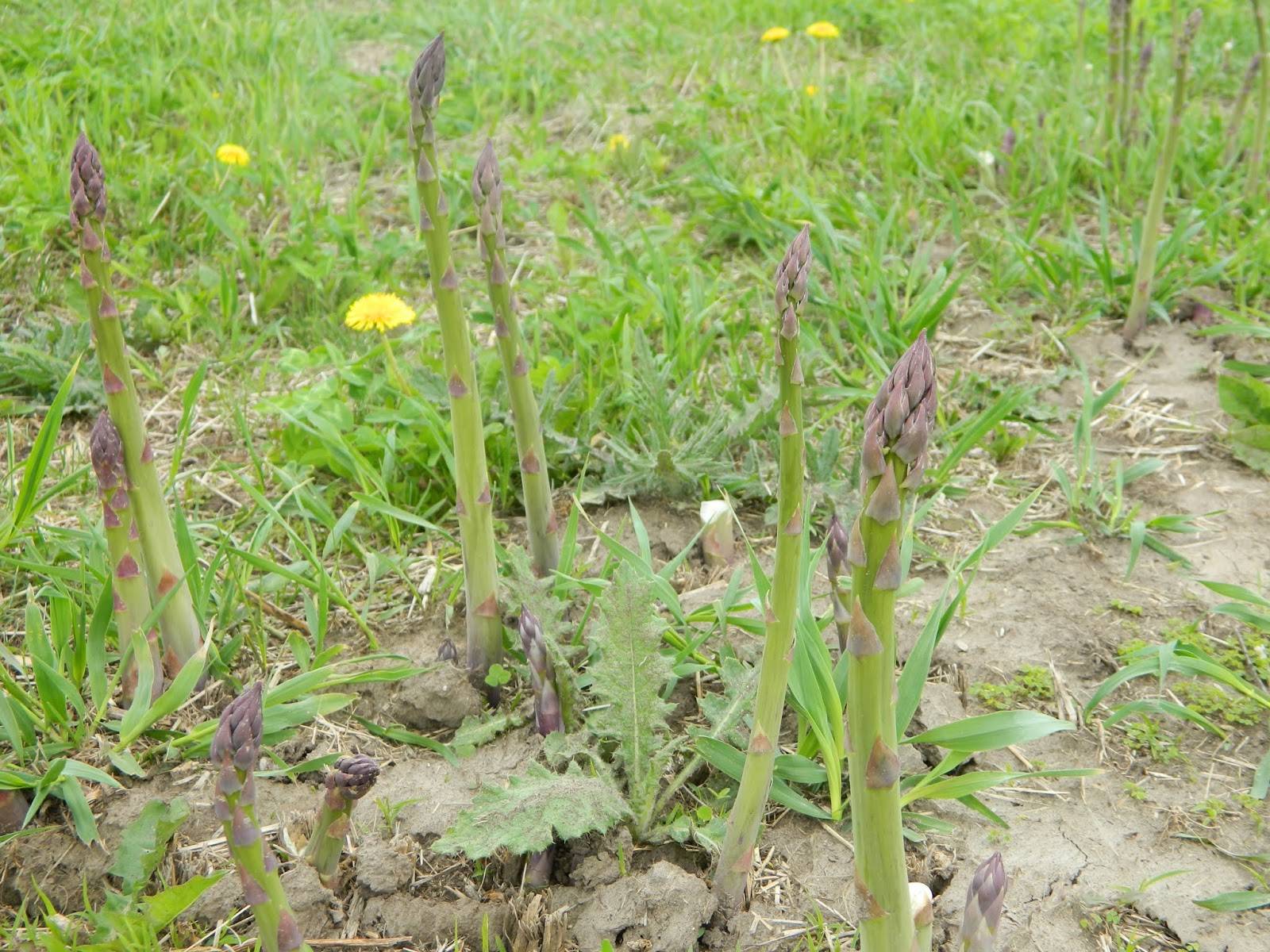 Wrapping Up the Asparagus Harvest