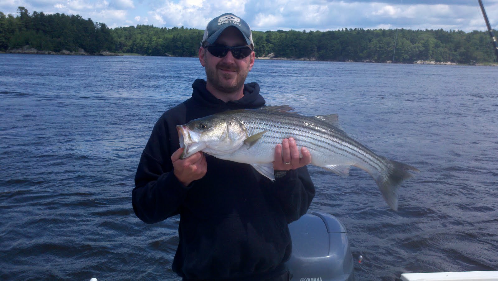 Maine Striper Fishing Charters & Reports Hotline 2076910745 Maine