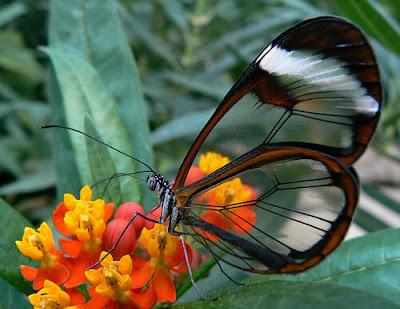 خلفيات وصور فراشات 2020 للكمبيوتر واللابتوب والموبايل - Beautiful butterfly photos  Butterfly-pictures%2B%25286%2529
