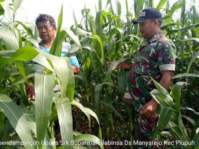BABINSA MANYAREJO MONITORING TANAMAN JAGUNG