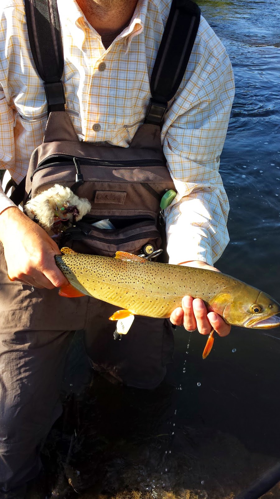 Idaho Fly Fishing Idaho Fly Fishing