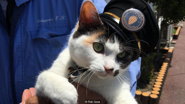 Тама — первая кошка-станционный смотритель