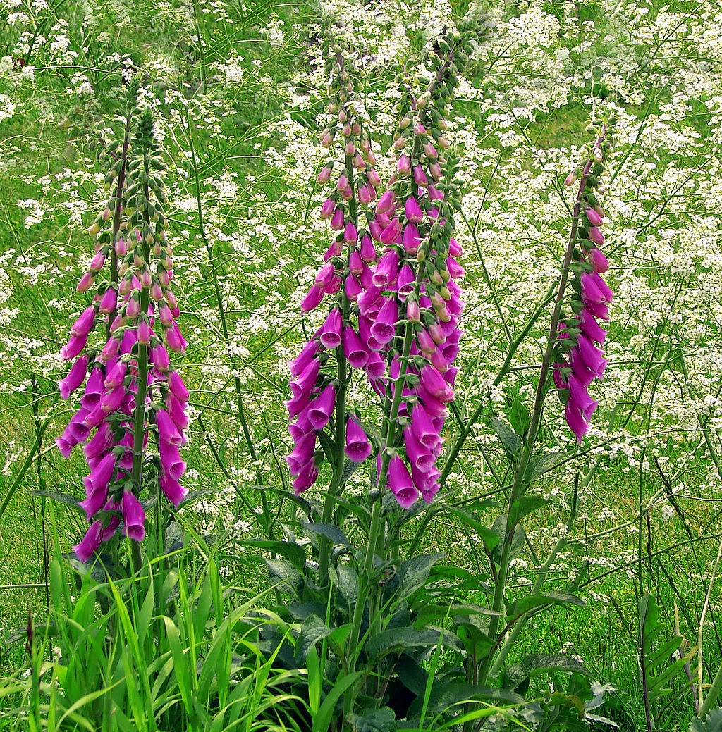 poisonous purple flowers poisonous purple flowers