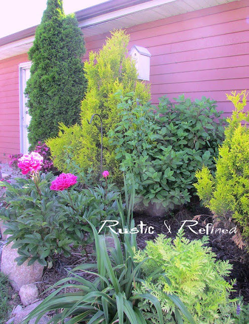 Flowering bushes in the garden