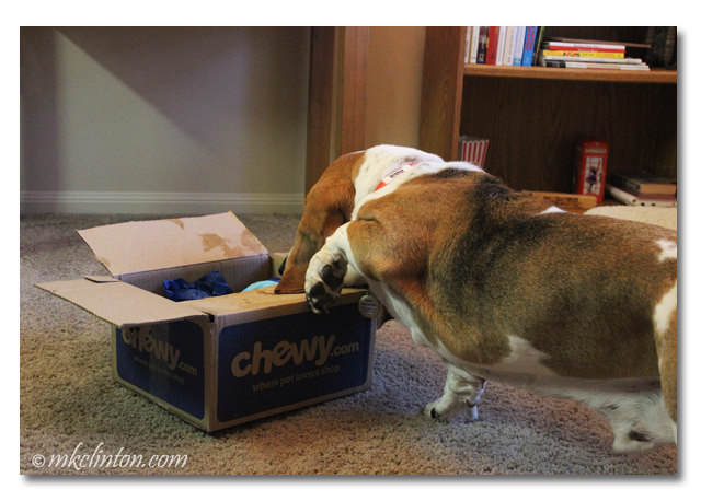 Basset looking in Chewy.com box