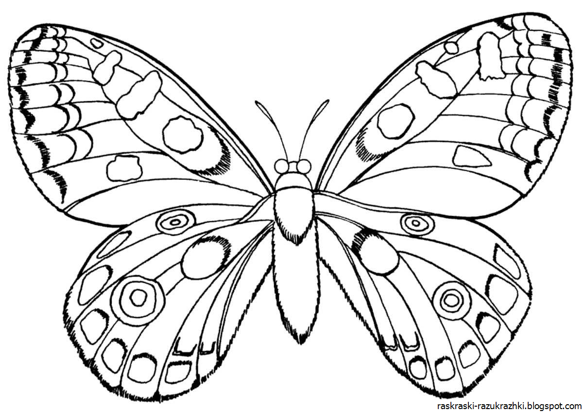Бабочки раскраски для детей 5 6 лет