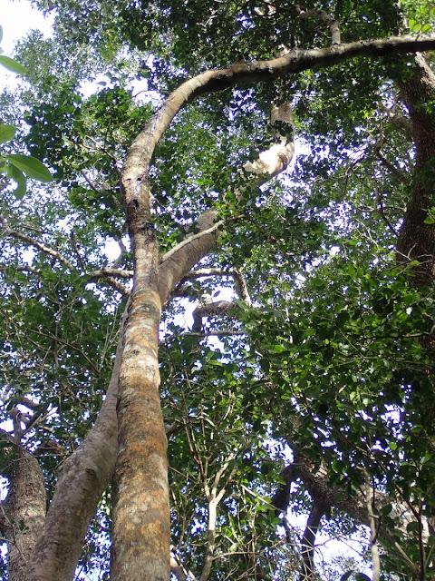 Cassine peragua Cassine peragua