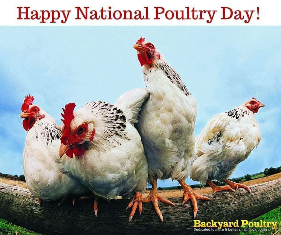 National Poultry Day Wishes pics free download National Poultry Day Wishes pics free download
