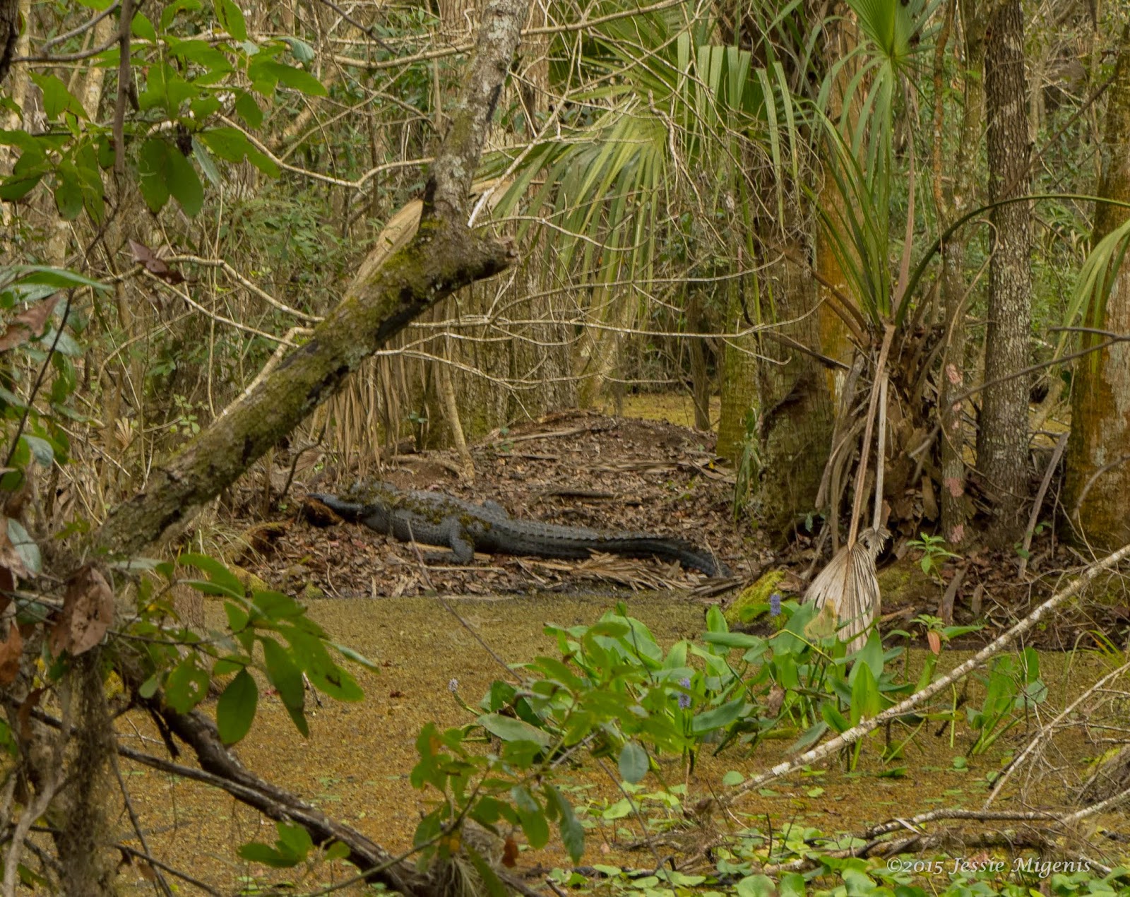 Teal Ocean Photography Highlands Hammock State Park