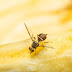 What Everyone Should Know About Flies
