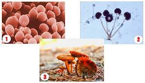 Jenis Jamur (Cendawan atau fungi) Jenis Jamur (Cendawan atau fungi)