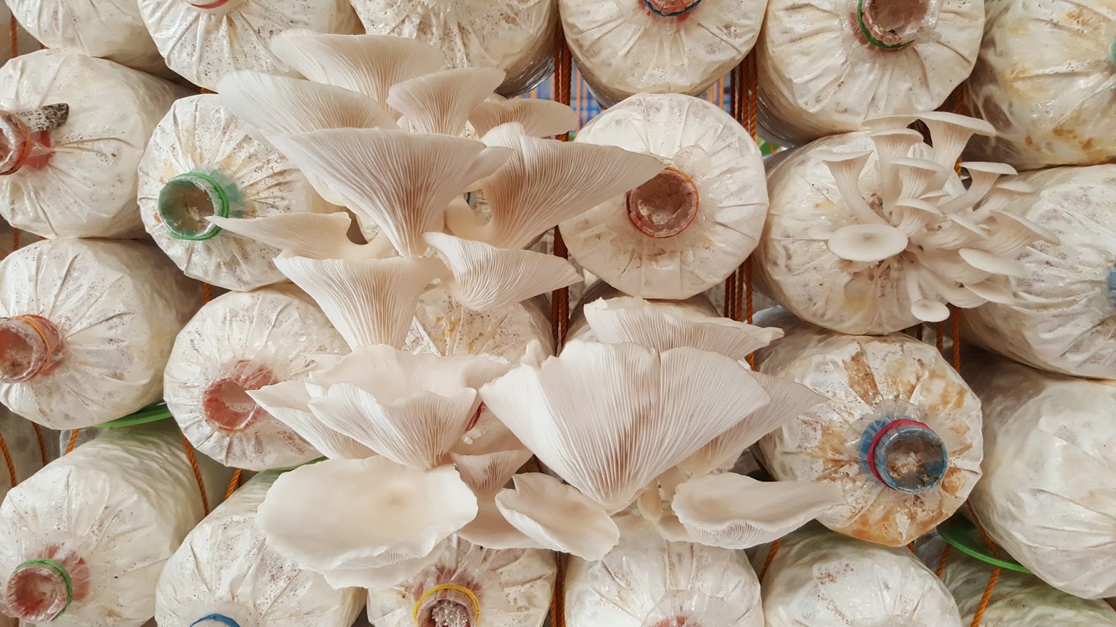 mushroom fruiting bag philippines