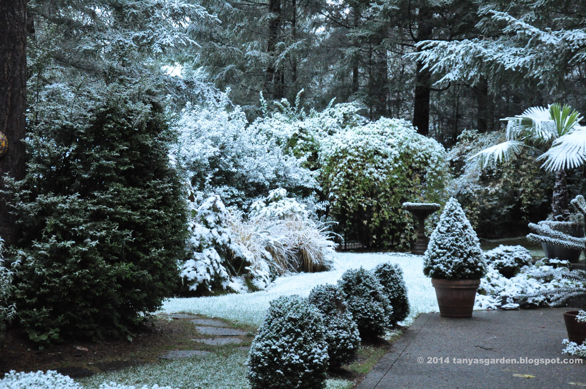 MySecretGarden First Snow in My Garden, Zone 8a