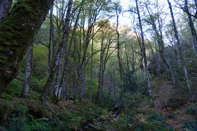 Bosque del Silencio - Asturias Bosque del Silencio - Asturias