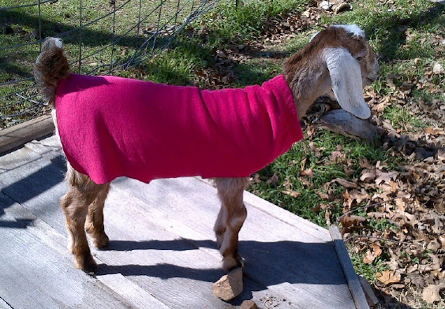 A turtleneck sweater on a goat kid.