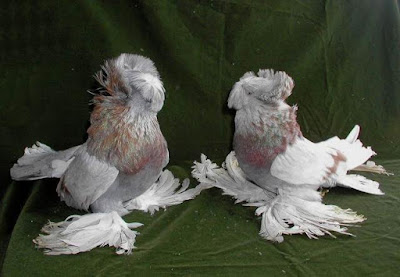 trumpeter pigeons
