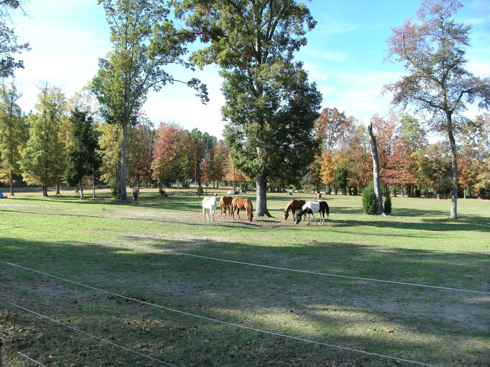Horse Training The Carolina Cowboy Horse Relationships and Training