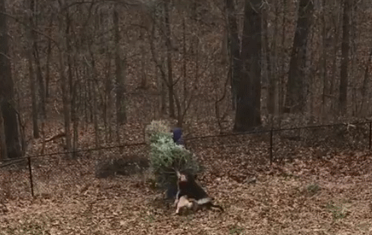 Weihnachtsbaum über Zaun werfen - Hunde stören