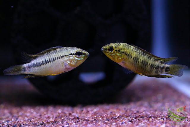 Apistogramma sp. pacman from Guainía-dept. Colombia