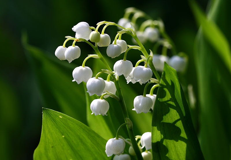 HOW POISONOUS IS THE LILY OF THE VALLEY? The Garden of Eaden