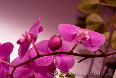 Orhidee Orchidaceae Orchideen Orquídeas Kosborfélék Ορχιδέα
