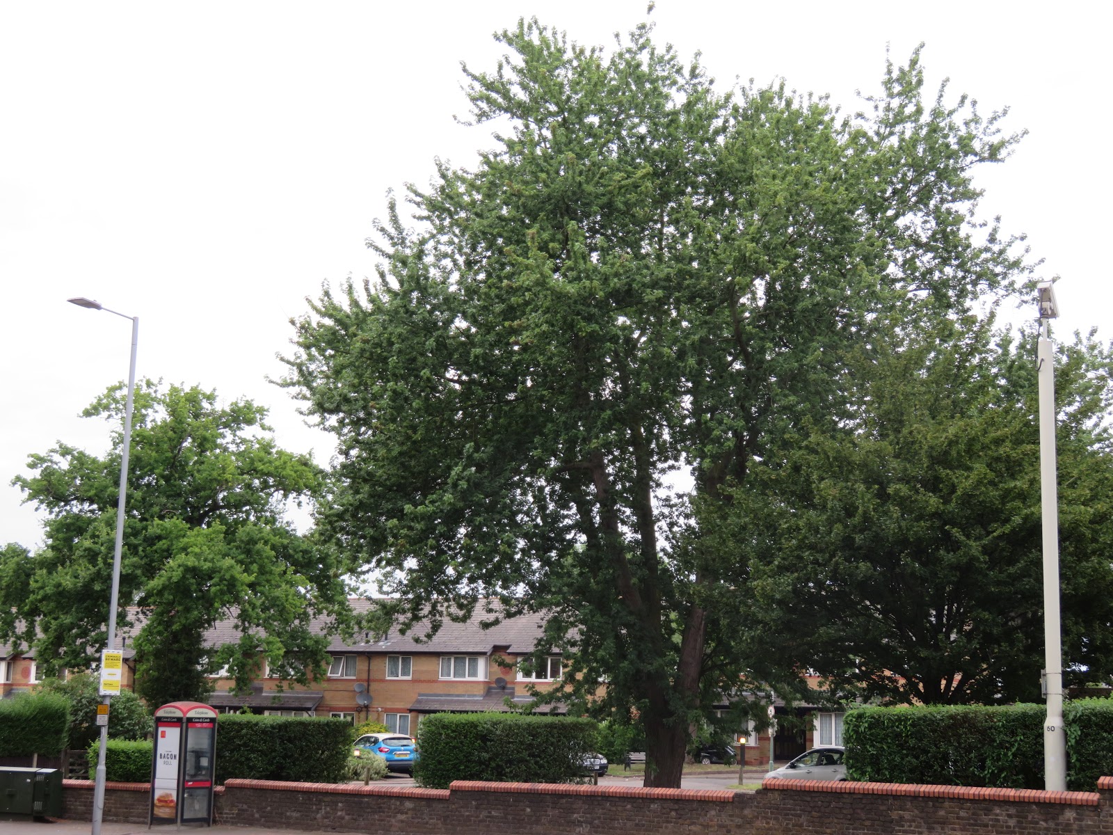 Heritage Trees part 2 street trees.