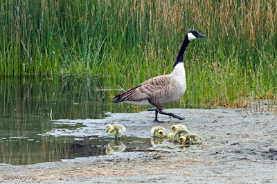 Canada Geese