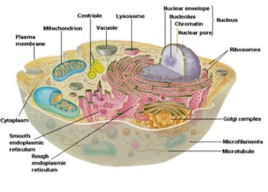 Cells: Definition, Structure, Function, Part - Education Blog For Everyone