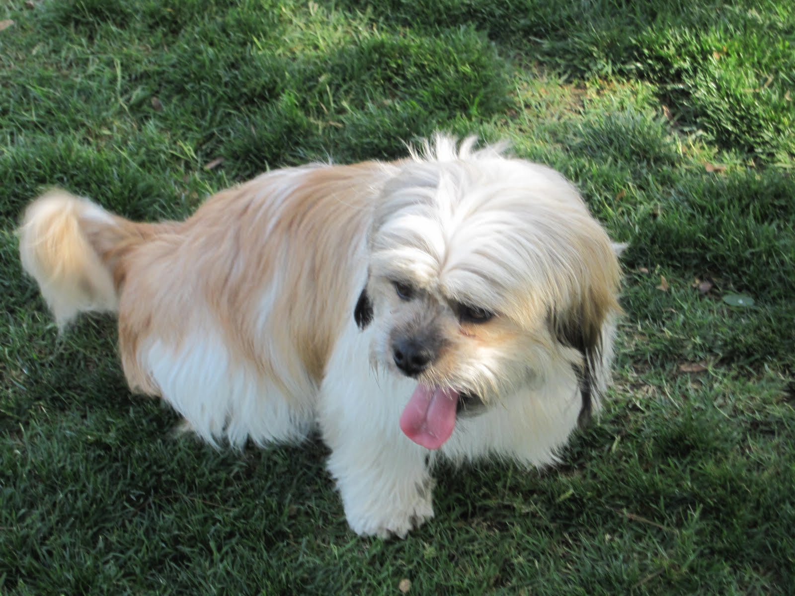 Gizmo Discarded Dog Diary Does This Mean Gizmo Is housebroken Again 