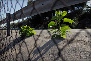 fotografía, naturaleza urbana, Valencia, serie