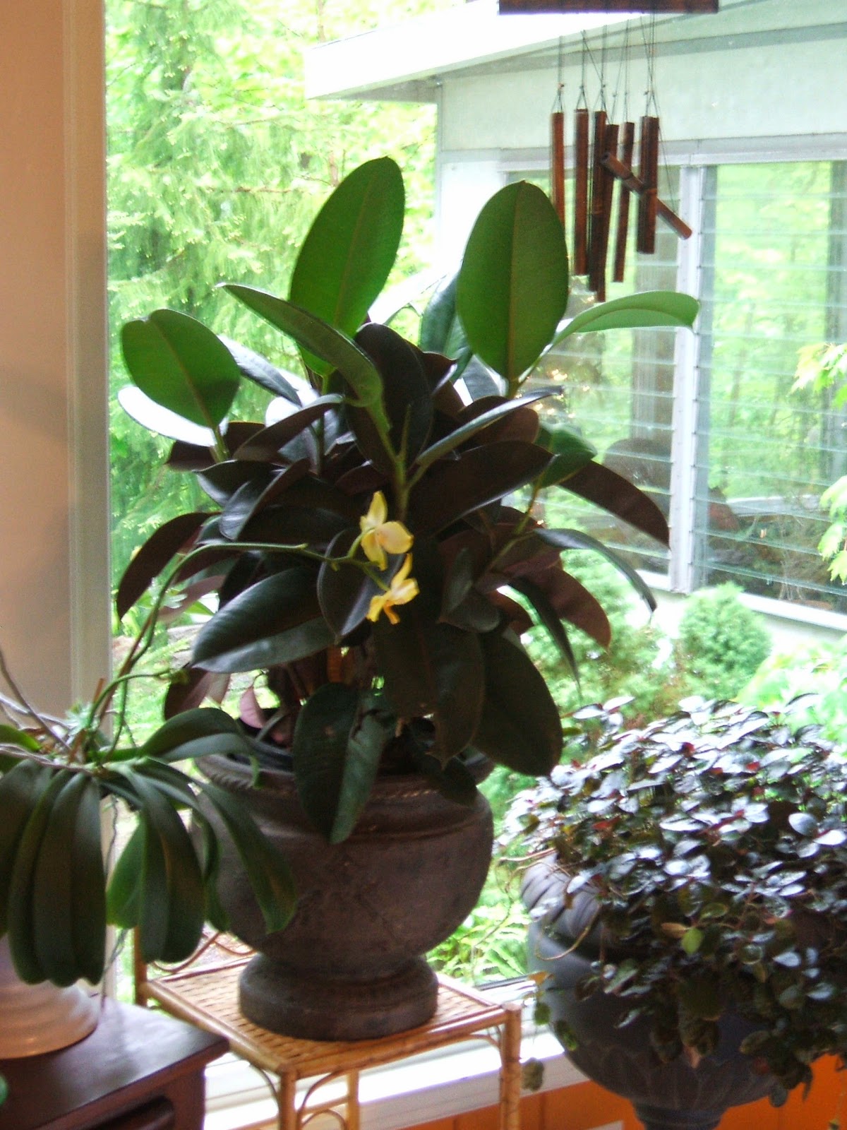 House plants to fight humidity