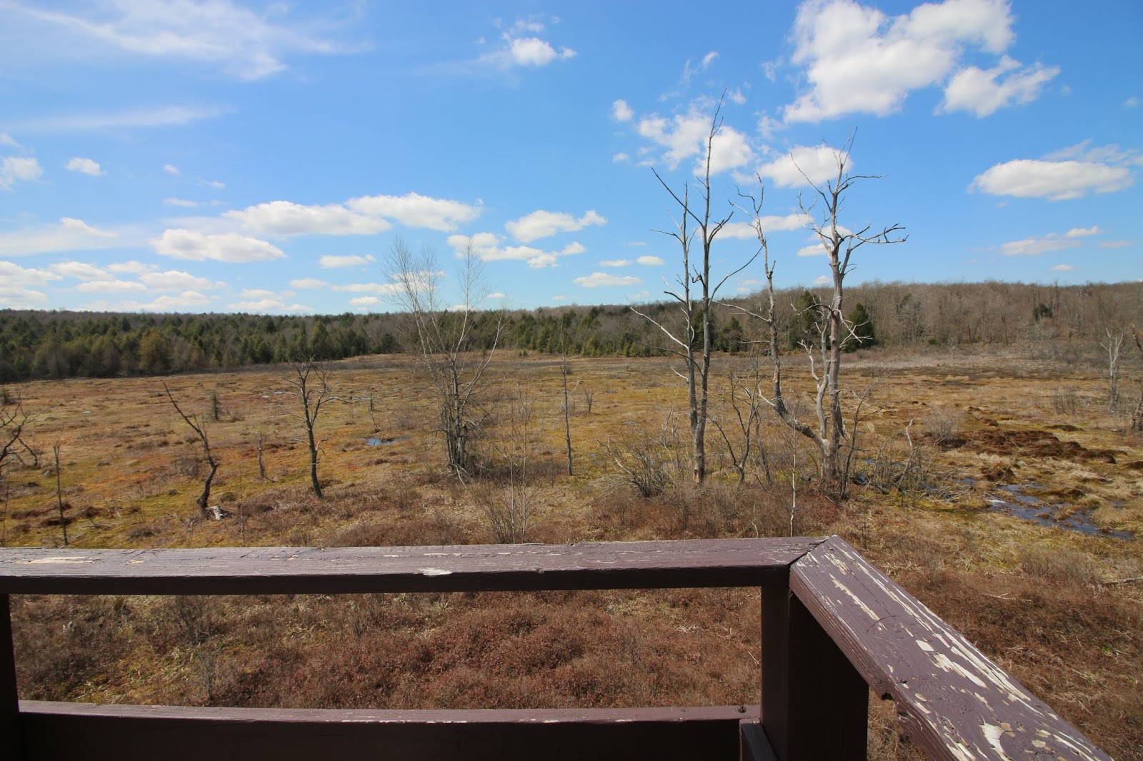 Gallitzin State Forest Recreation Guide Awesome Hiking, Views, and