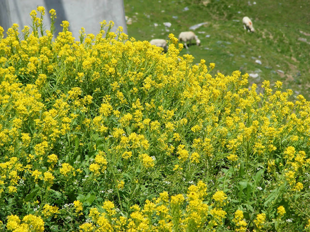 Jewelled Rocket Sisymbrium austriacum, Haute-Pyrenees, France. Photo by Loire Valley Time Travel