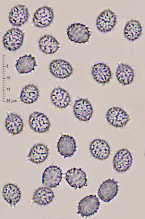 Russula chloroides var. trachyspora. Foto: Enrique Rubio