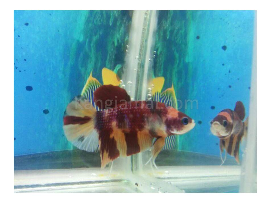Inilah Wallpaper Ikan Laga Dengan Motif Dan Warna Yang Menarik