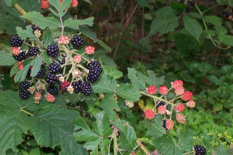 Life in a Deer Yard BLACKBERRY BRANDY (VINE TO DECANTER)