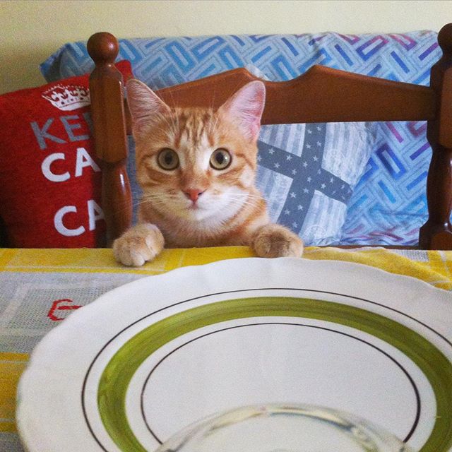 La Mia Gatta Fa La Pipi Sul Letto